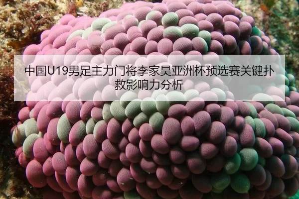zhong-guo-nan-zu-zhu-li-men-jiang-li-jia-hao-ya-zhou-bei-yu-xuan-sai-guan-jian-pu-jiu-ying-xiang-li-fen-xi-2-986.jpg